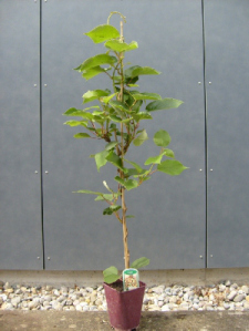 VAND KIWI JENNY SOI AUTOFERTIL